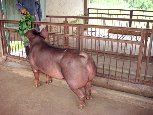 种猪产品 _ 产品与服务_广东德兴种养实业有限公司